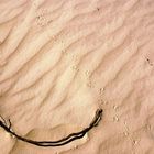 Eidechsenspur in White Sands