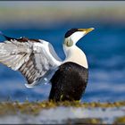 Eider à duvet