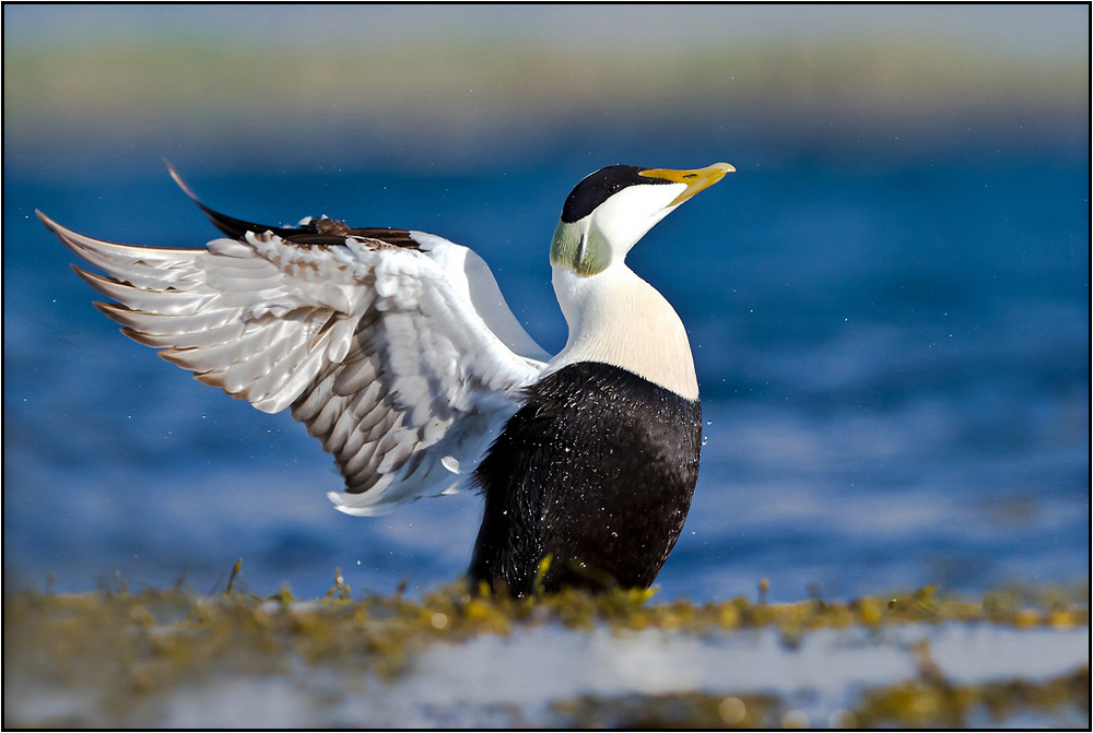 Eider A Duvet Photo Et Image Animaux Animaux Sauvages Oiseaux