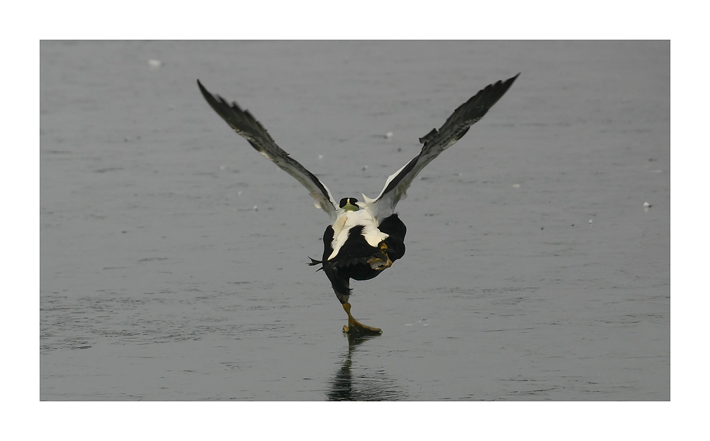 "Eider-Air" startklar