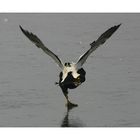 "Eider-Air" startklar