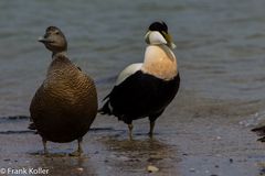 Eider Enten