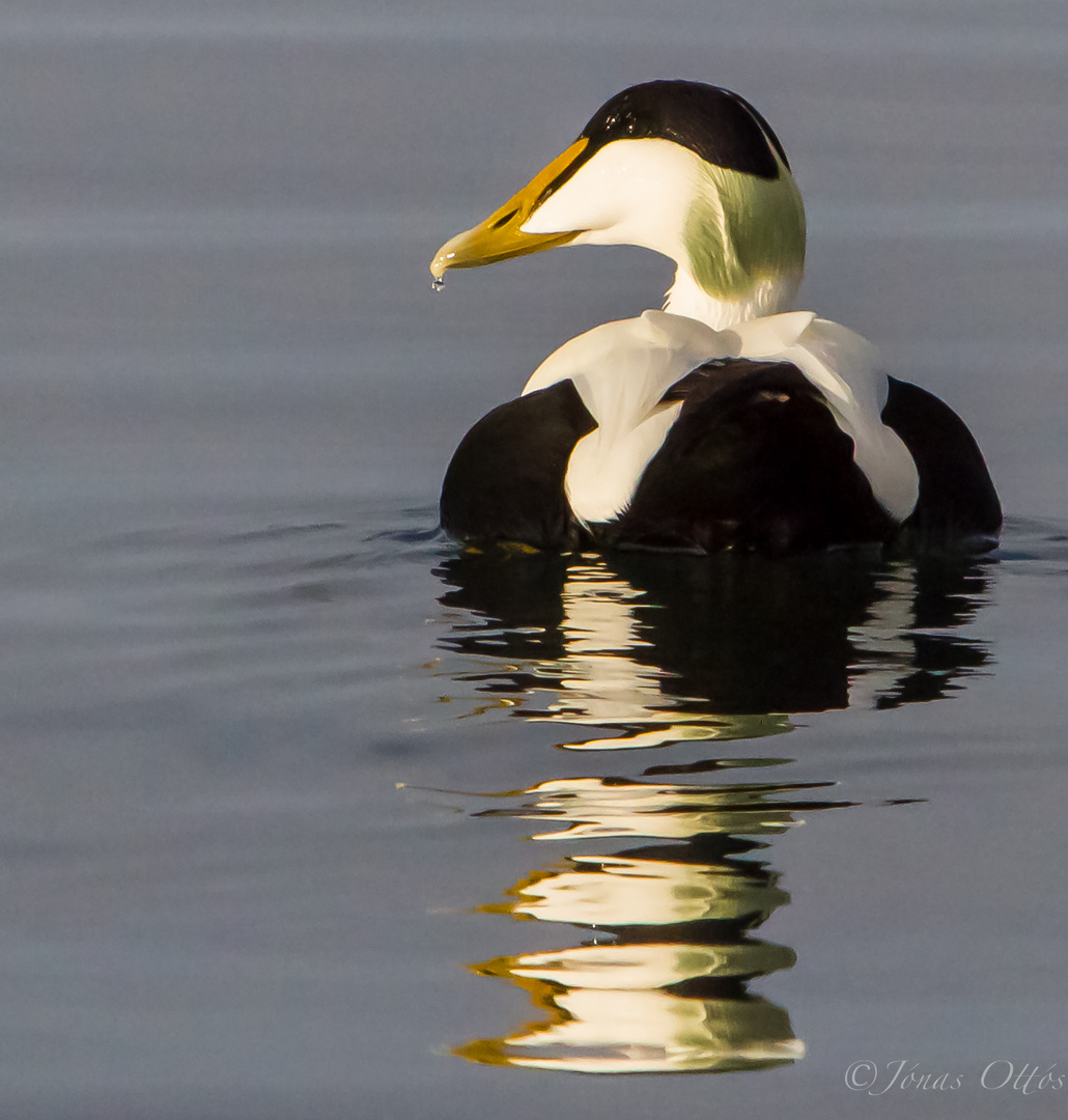 Eider Male Reflections