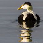 Eider Male Reflections