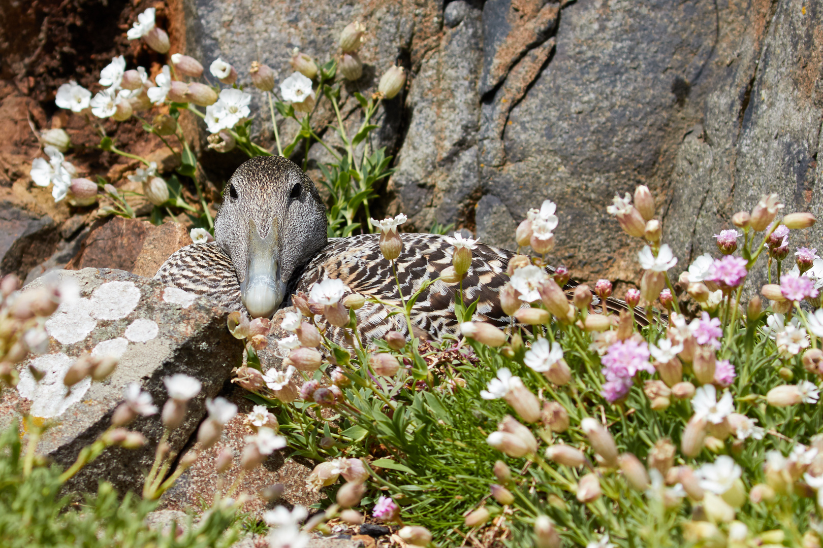 eider nest