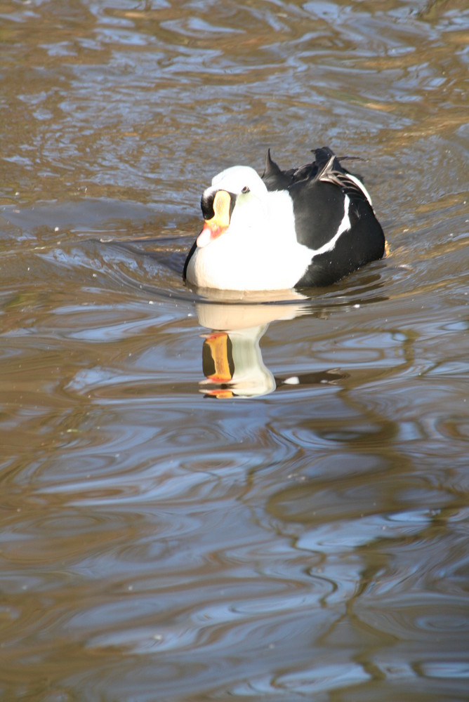 eider royal