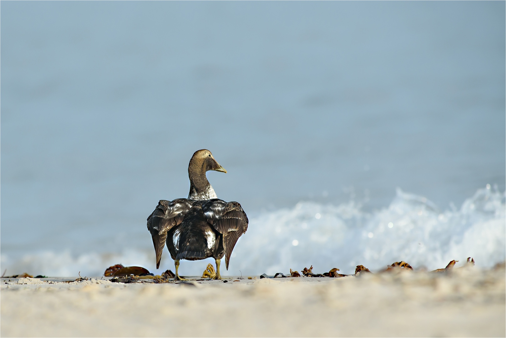 Eiderente am Strand