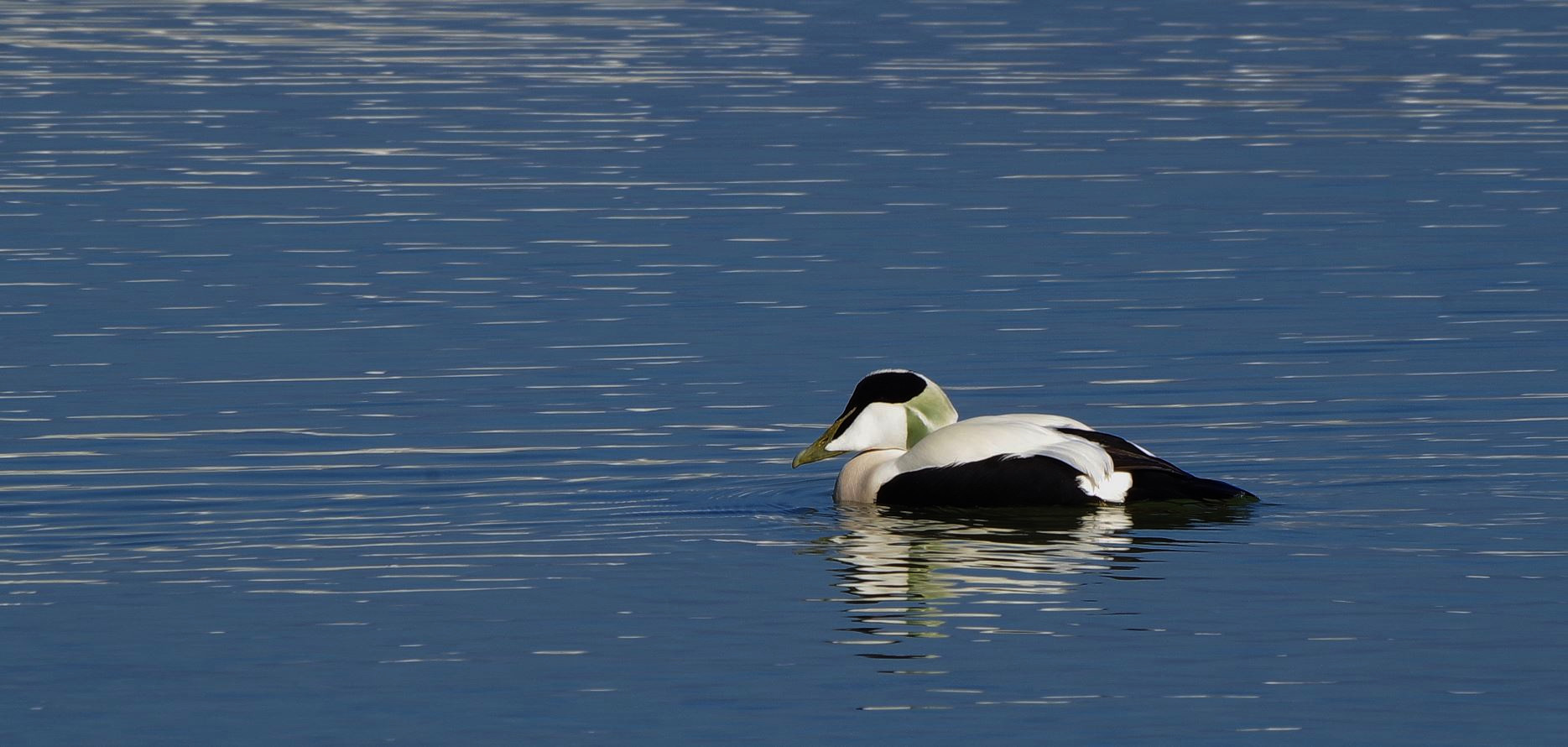 Eiderente in der Kieler Förde