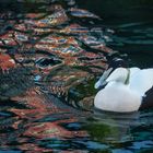 Eiderente in Wasserspiegelung