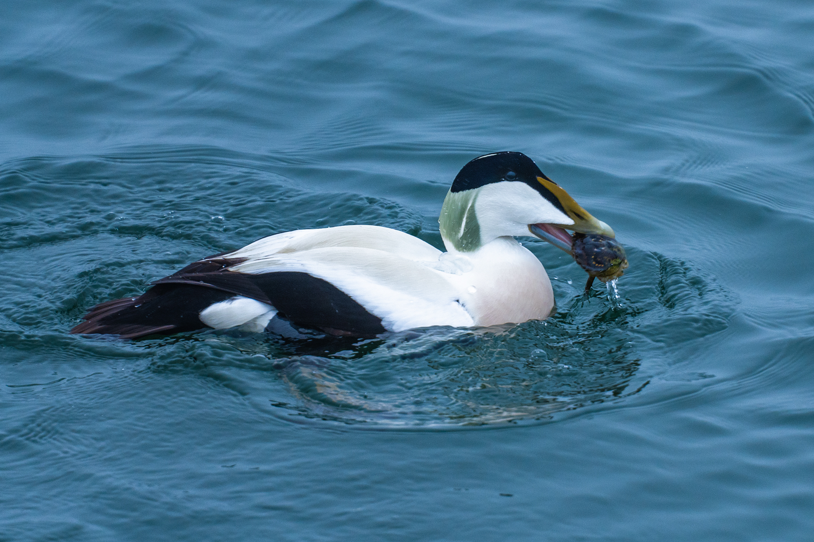 Eiderente mit Strandkrabbe