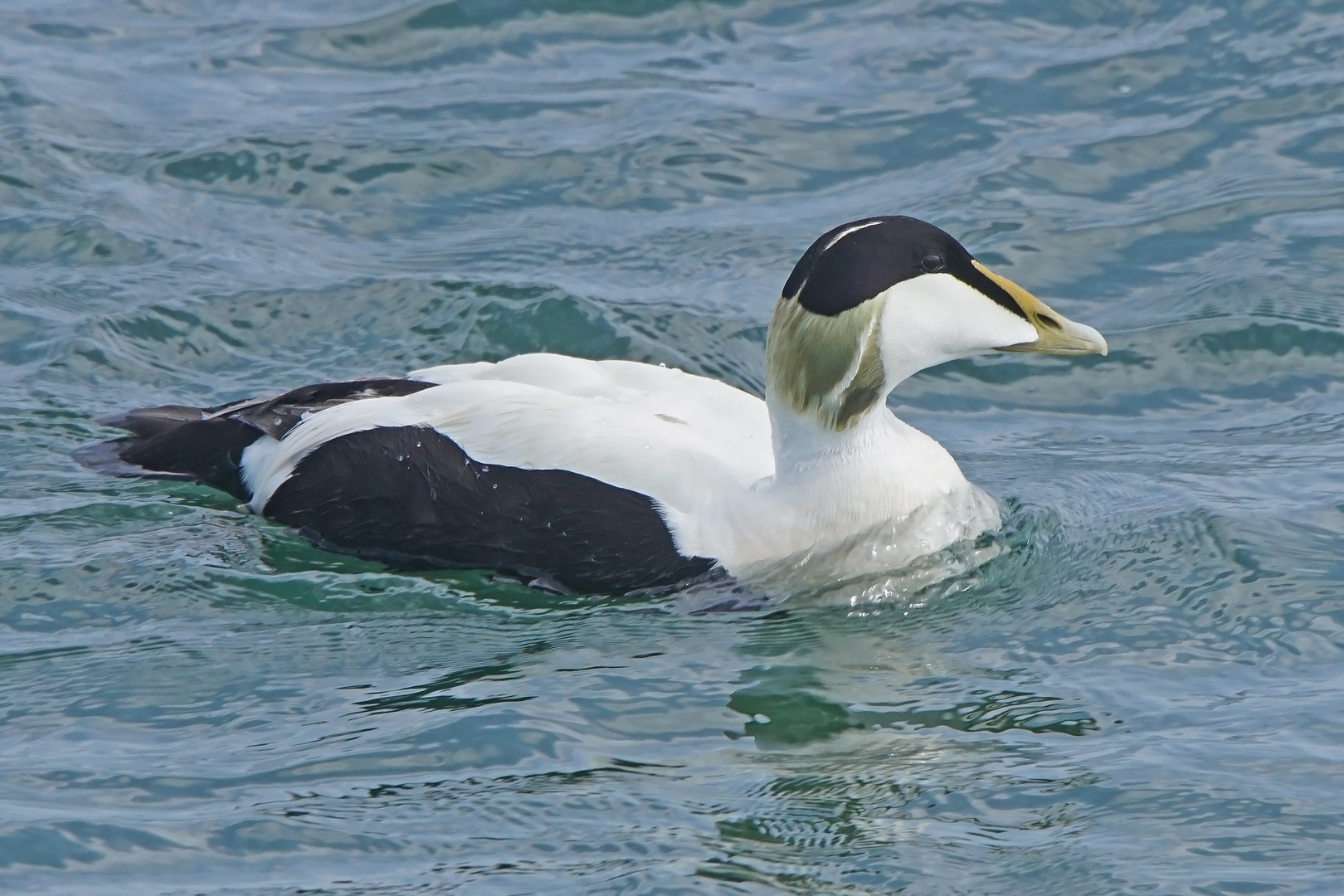 Eiderente (Somateria mollissima), Männchen