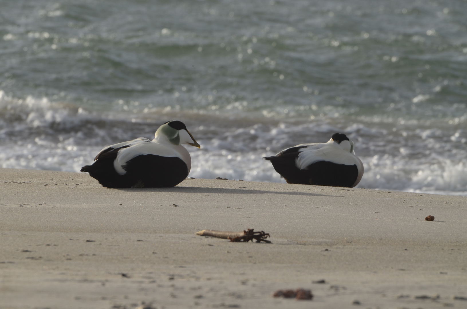 Eiderenten auf Helgoland