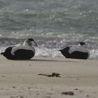 Eiderenten auf Helgoland