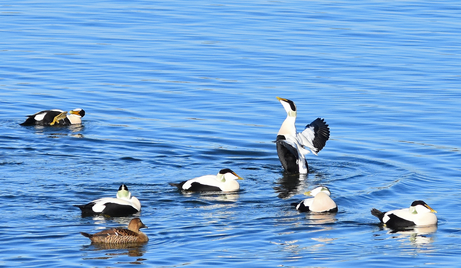 Eiderenten Familie im Zürichsee