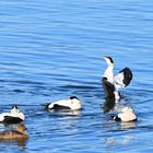 Eiderenten Familie im Zürichsee