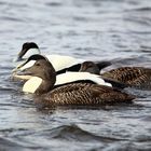 Eiderenten in der Barentssee (Polarmeer)