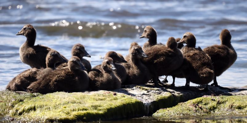 ---- Eiderenten-Kindergarten ----