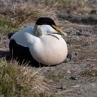 Eiderenten-Männchen (Somateria mollissima)