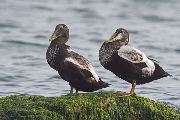 Eiderenten (Somateria mollissima)