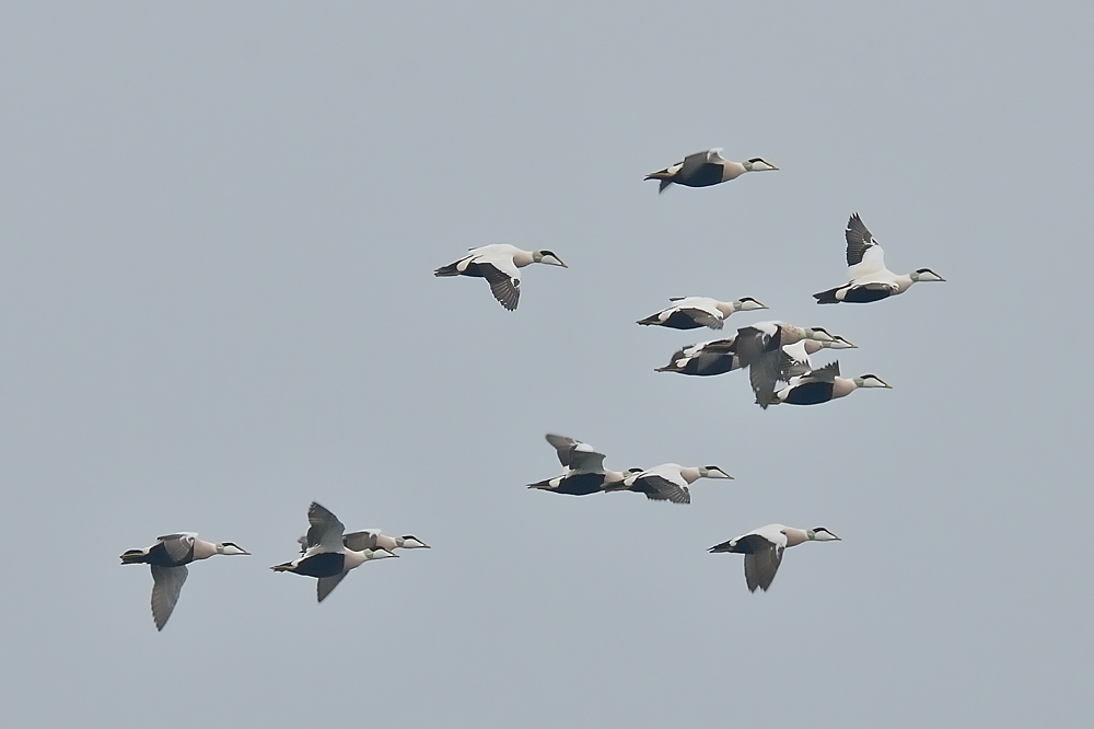 Eiderenten über den Dünen von Falsterbo