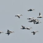 Eiderenten über den Dünen von Falsterbo