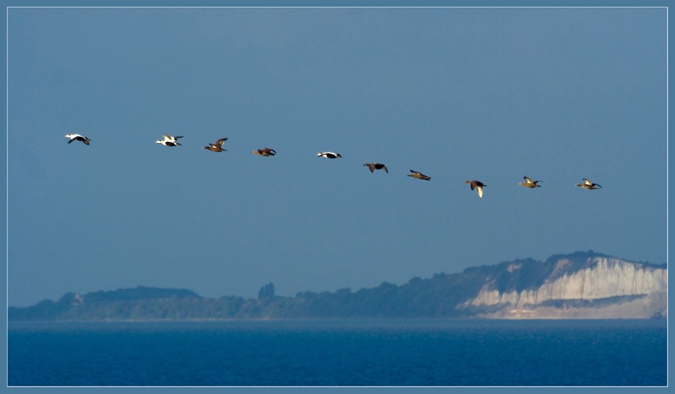 Eiderenten vor der Insel Mön