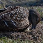 Eiderenten-Weibchen (Somateria mollissima) beim Drehen der Eier