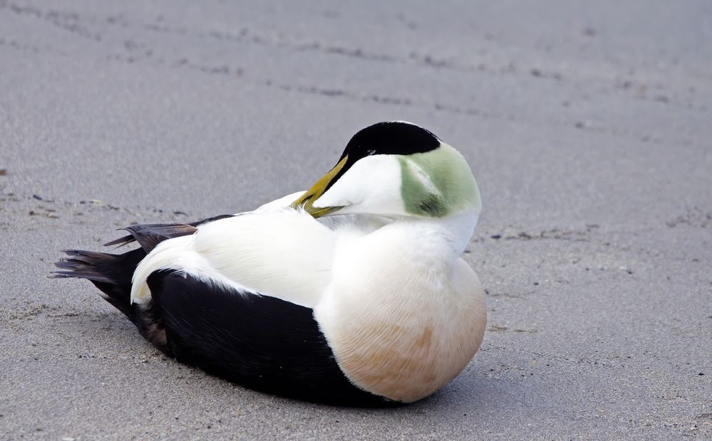 Eiderentenerpel am Strand von Helgoland