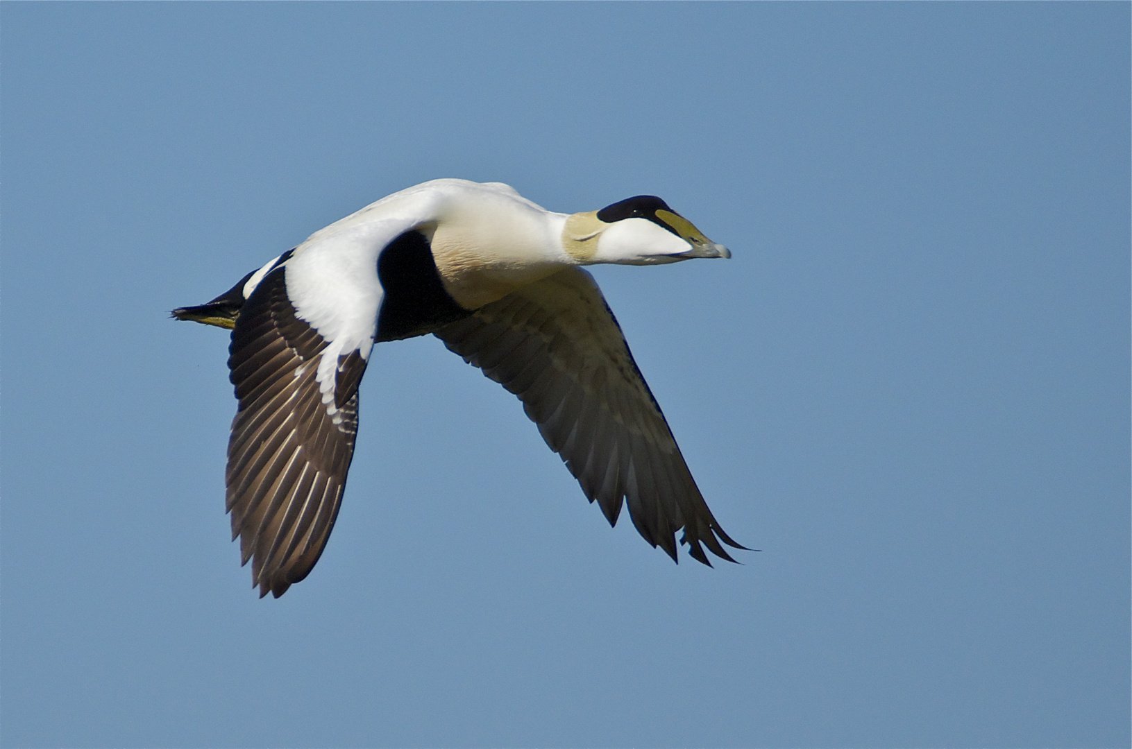 Eiderentenerpel im Flug