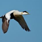 Eiderentenerpel im Flug