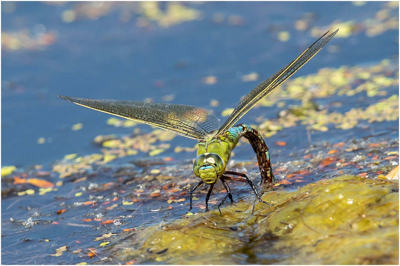 Eier ablegende  Große Königslibelle - anax imperator -  .....