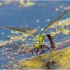 Eier ablegende  Große Königslibelle - anax imperator -  .....