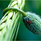 Eier auf Mohn...