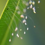 Eier der Florfliege unter Oleanderblatt