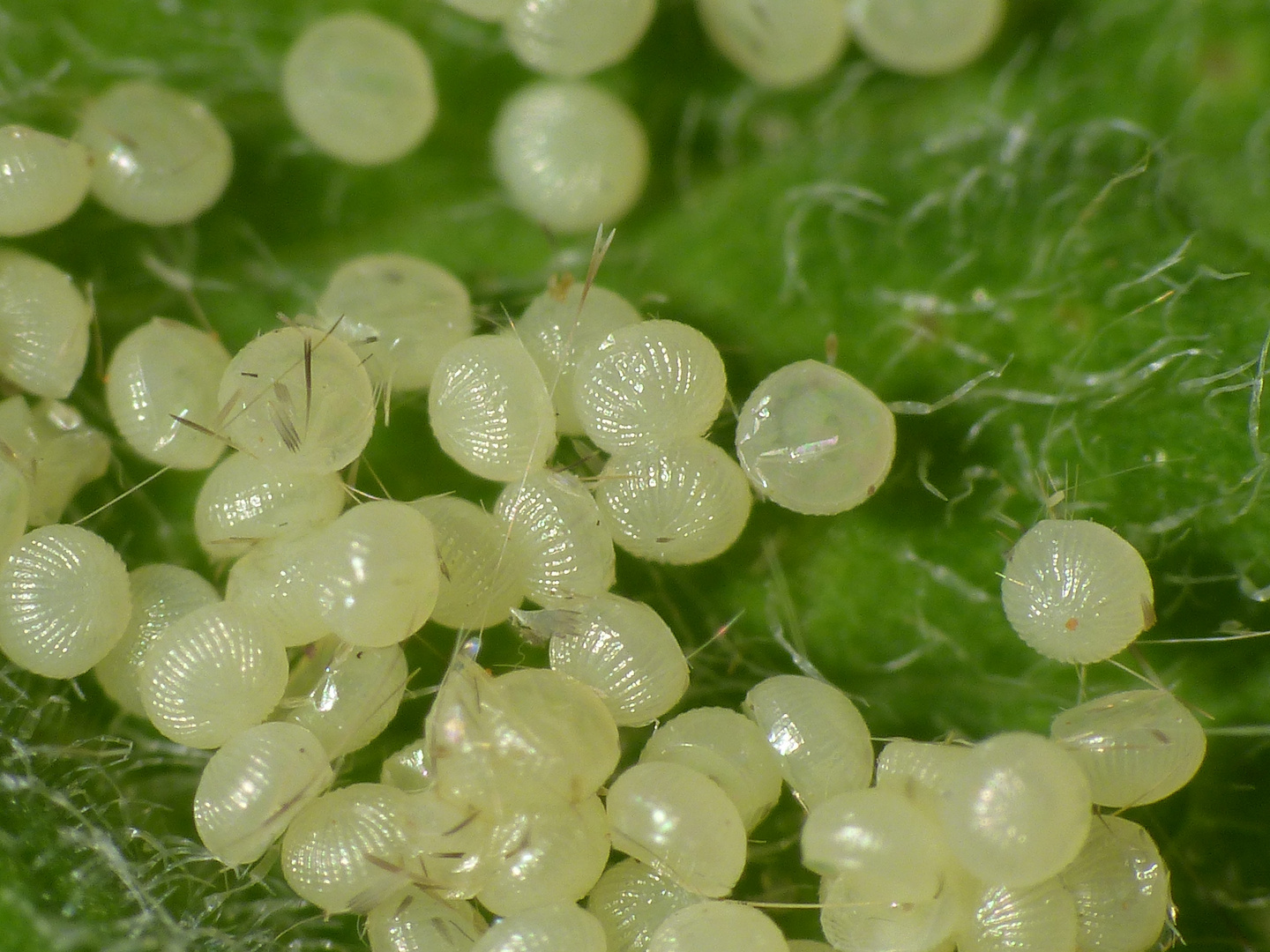 Eier der Gammaeule (Autographa gamma) Foto & Bild tiere, wildlife