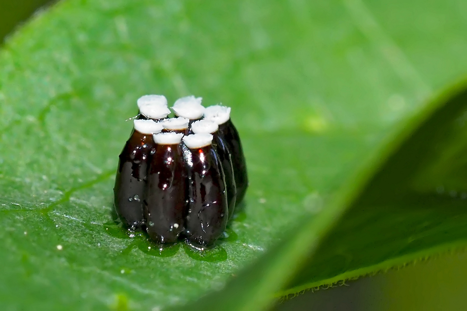 Eier der Geringelten Mordwanze (Rhinocoris annulatus) - Oeufs de la Réduve irascible. 