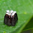 Eier der Geringelten Mordwanze (Rhinocoris annulatus) - Oeufs de la Réduve irascible. 