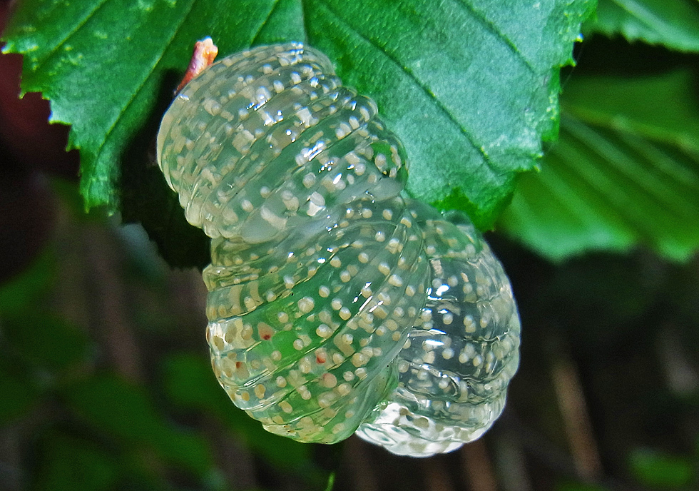 Eier der Köcherfliege