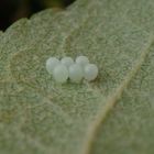 Eier der marmorierten Baumwanze (Halyomorpha halys)