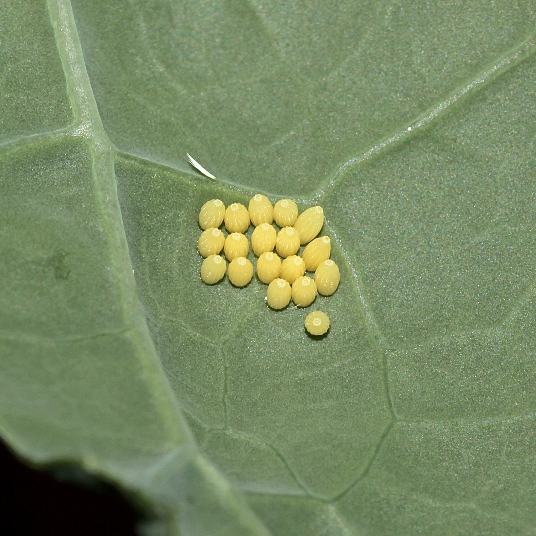 Eier des Großen Kohlweißlings (Pieris brassicae): ...