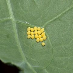 Eier des Großen Kohlweißlings (Pieris brassicae): ...