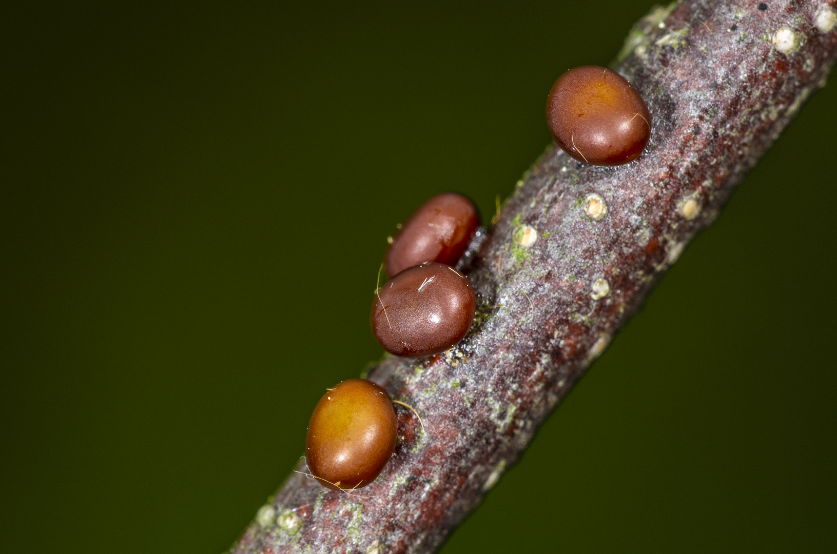 Eier des Nagelfleck (Aglia tau)