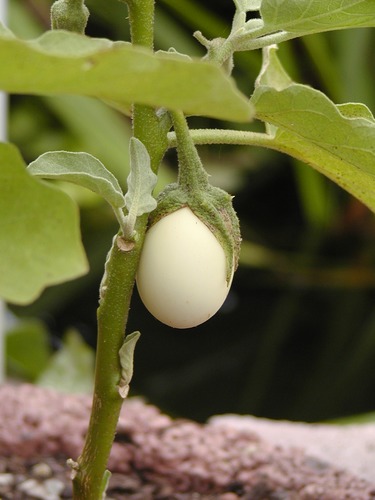 Eier die an Sträuchern wachsen