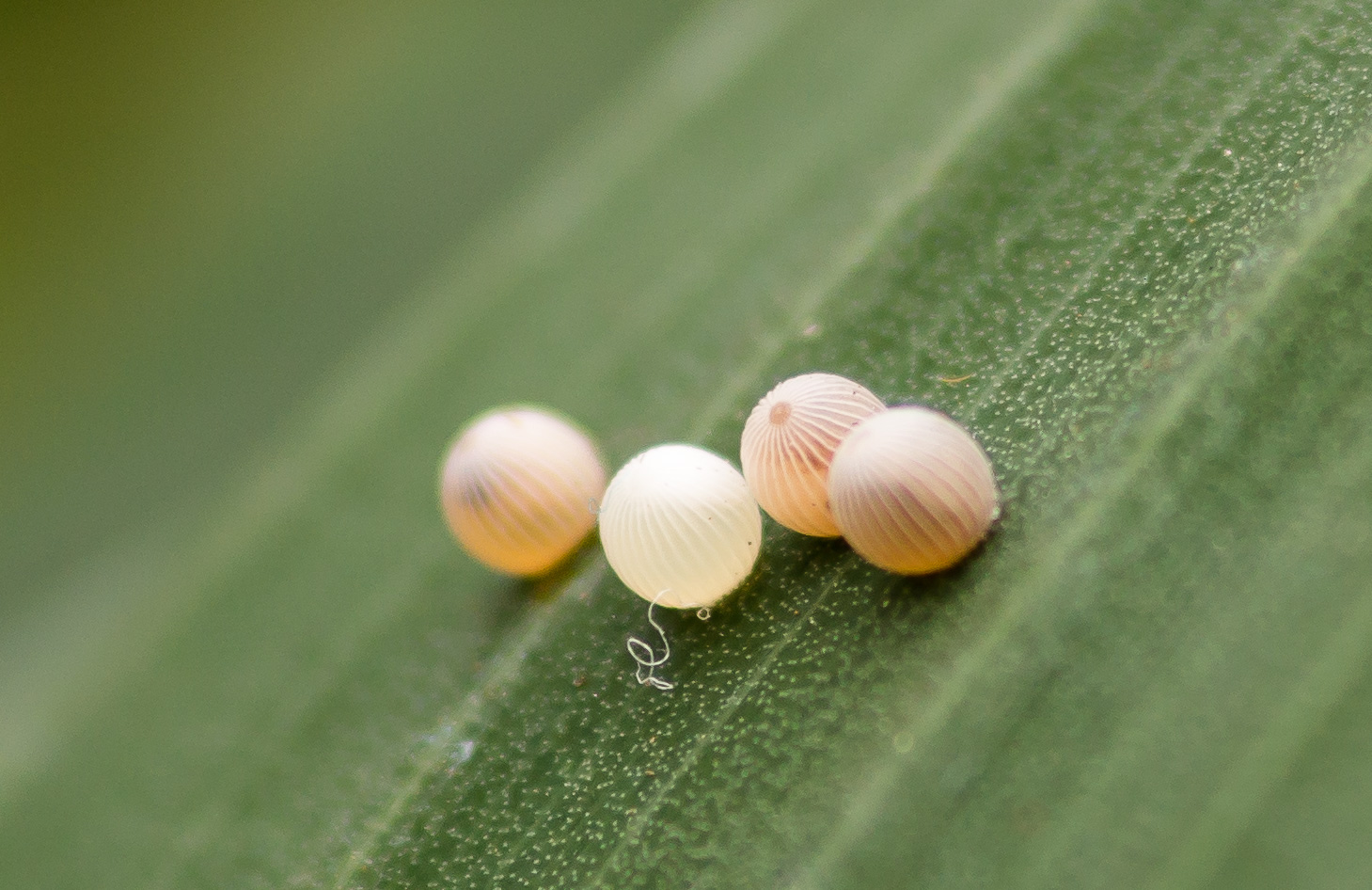 Eier eines Bananenfalters