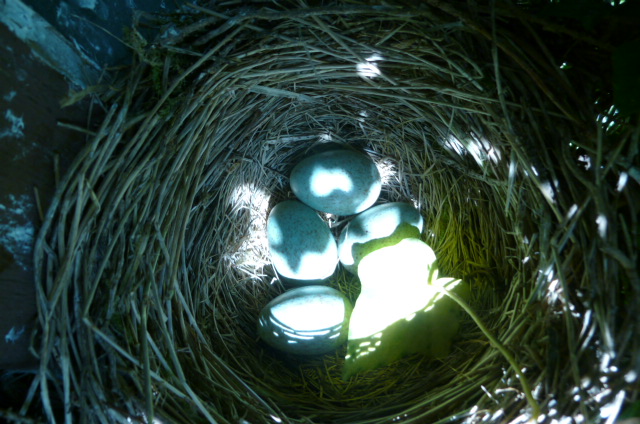 eier im nest