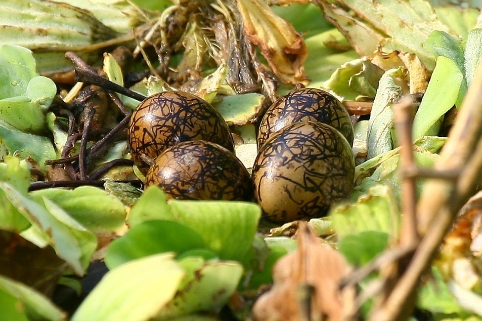 Eier vom Blatthühnchen