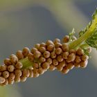 Eier vom Brombeerspinner (Macrothylacia rubi) auf Schafgarbe. - Les oeufs du Bombyx de la ronce.