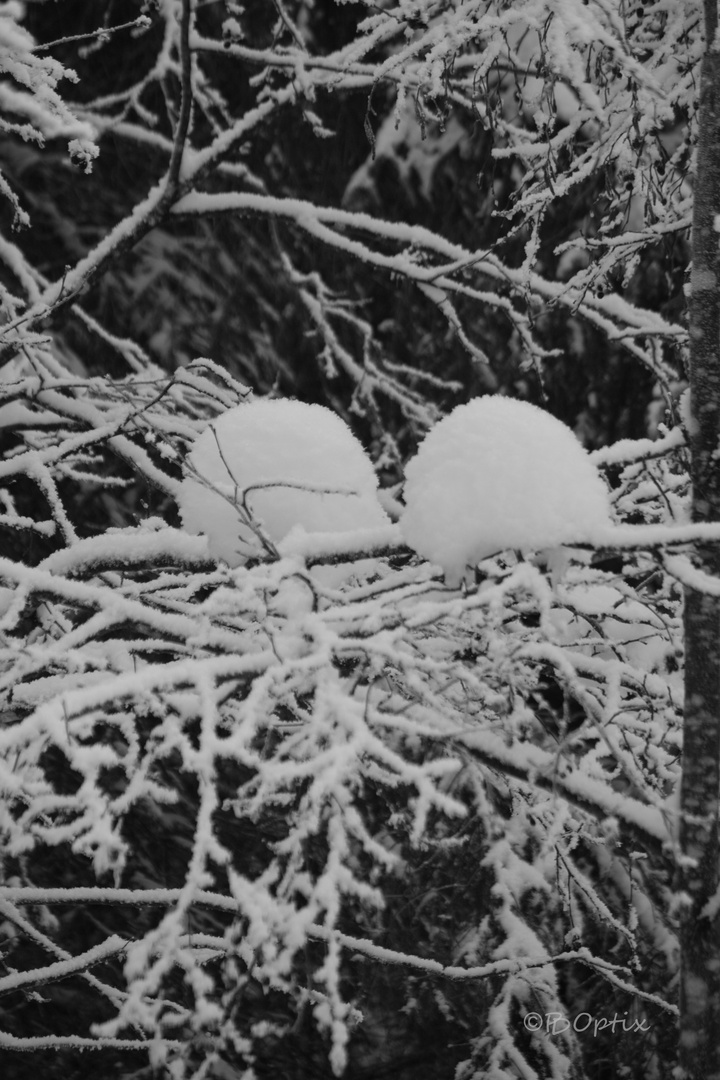 Eier vom Eisvogel?