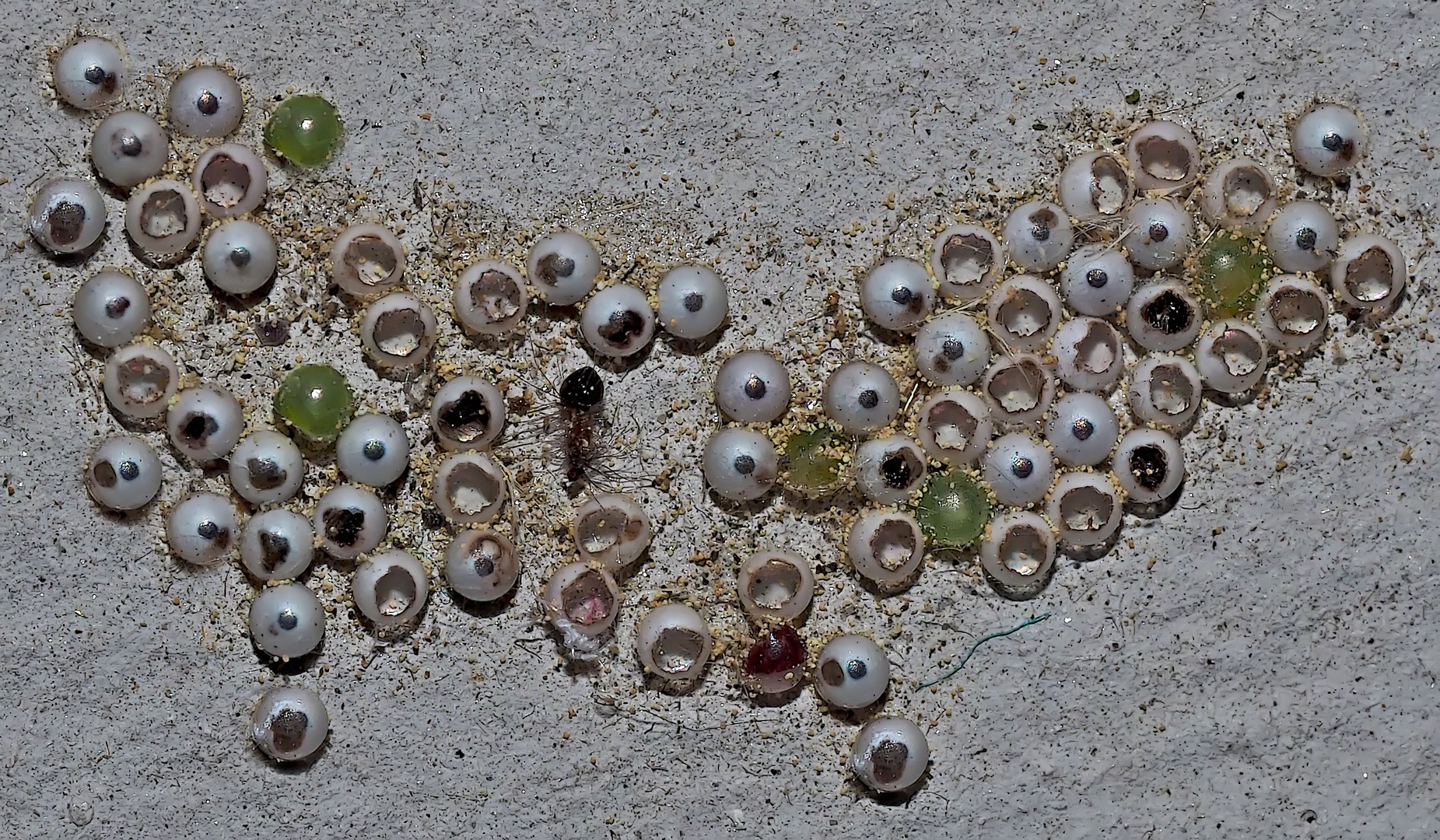 Eier vom Mondvogel, Phalera bucephala.* - Oeufs de Pâques que l'on trouve dans la nature sauvage...