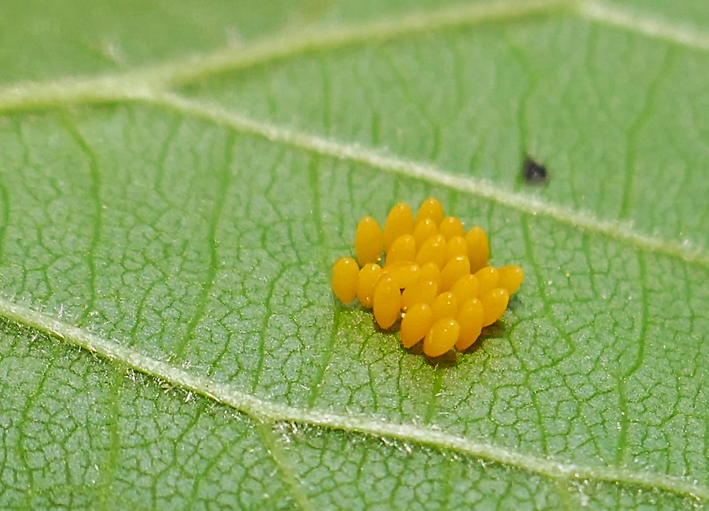 Eier von einem Marienkäfer